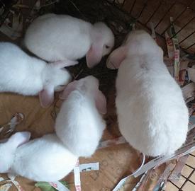 Conigli nani ariete coniglio nano ariete cuccioli