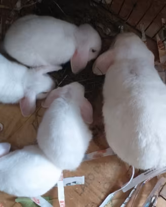 Conigli nani ariete coniglio nano ariete cuccioli