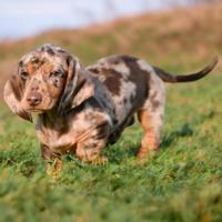 Cuccioli bassotto nano-allevamento certificato