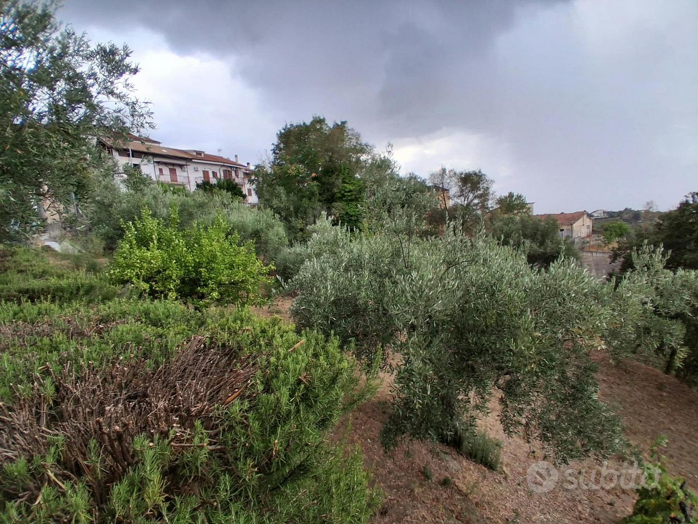 Terreno agricolo 1800 mq con 11 ulivi secolari - Vista 4