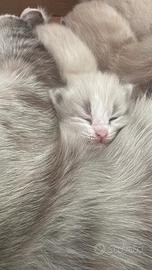 gatti siberiani 