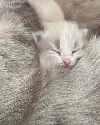 gatti siberiani 