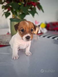 JACK RUSSEL ultimo maschietto Pedigree