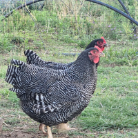 Ovaiole barred rock allevati a terra