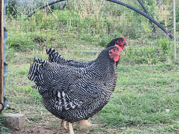 Ovaiole barred rock allevati a terra