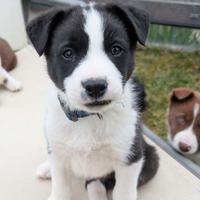 Border Collie Pelo Corto