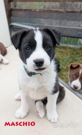 Border Collie Pelo Corto