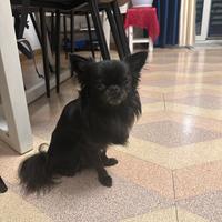 Chihuahua stallone
