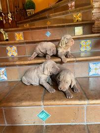 Weimaraner