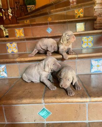 Weimaraner