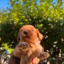 Cockapoo