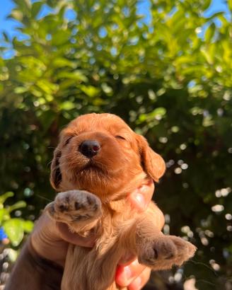 Cockapoo