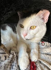Adozione gatto