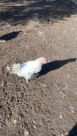 Galline livornesi bianche