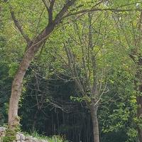 canne di bambù da orto gratis 