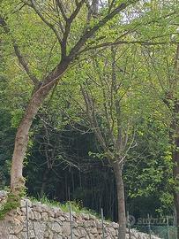 canne di bambù da orto gratis 