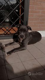 Cucciolo Amstaff Blue