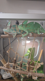 Camaleonti più teca