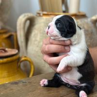 Boston Terrier