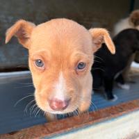 Cucciolina in adozione