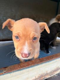 Cucciolina in adozione
