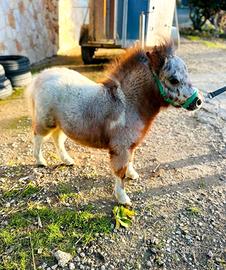 Pony Falabella