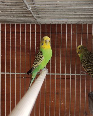 Cocorite verdi chiaro