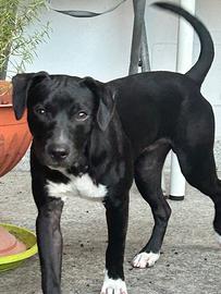 Cucciolo 6 mesi