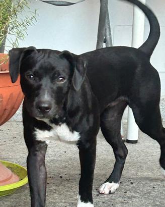 Cucciolo 6 mesi