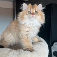 British longhaire e shorthaire