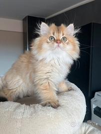 British longhaire e shorthaire