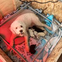 Sala Parto per cani media taglia