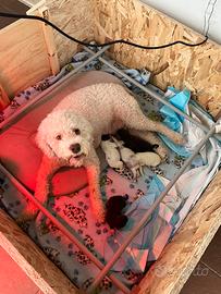 Sala Parto per cani media taglia