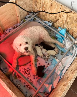 Sala Parto per cani media taglia