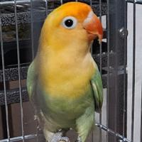 Inseparabili fischer opalini diluiti