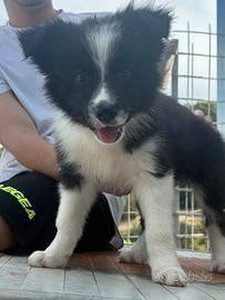 Cucciolo Border Collie