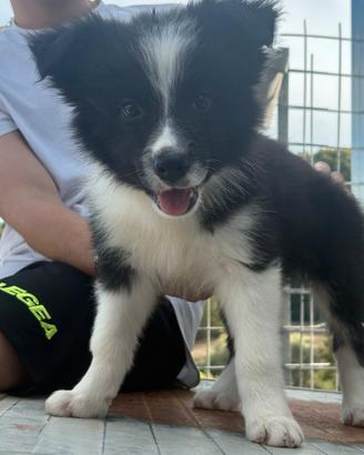 Cucciolo Border Collie