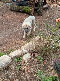 Disponibile cucciolo di 3 mesi