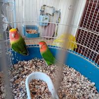 Coppia pappagalli inseparabili molto produttiva