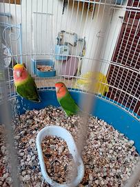 Coppia pappagalli inseparabili molto produttiva