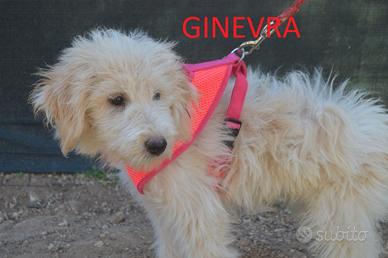 Cuccioli mix spinoni