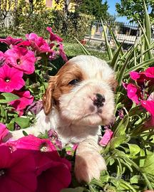 Femmina cavalier King