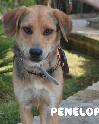 La cagnolina più dolce che ci sia