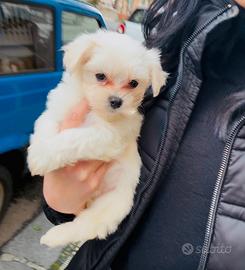 Maltesi mini mini mini Toy