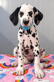 Cucciolo Maschio Dalmata
