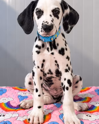 Cucciolo Maschio Dalmata