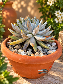 Echeveria unguiculata adulta