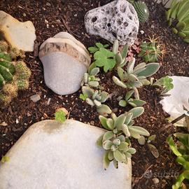 Pianta Grassa Kalanchoe tomentosa