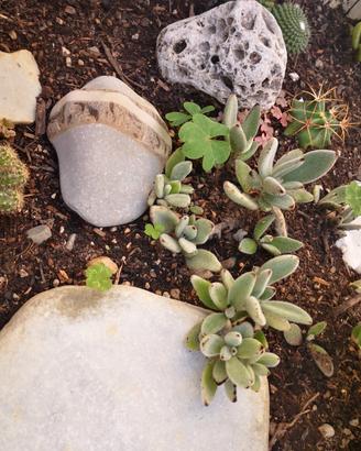 Pianta Grassa Kalanchoe tomentosa