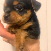 Yorkshire terrier cuccioli